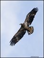 _0SB9344 immature american bald eagle